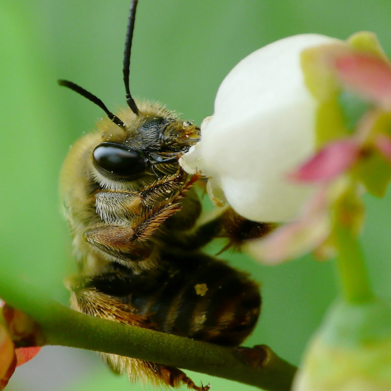 Co je vlastně informační gramotnost aneb jak se stát včelařem
